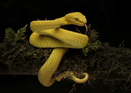 gelbe Viper