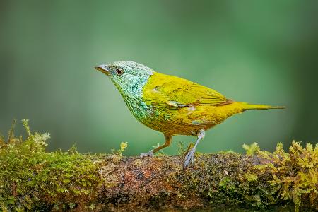 Blaukopf-Tanager