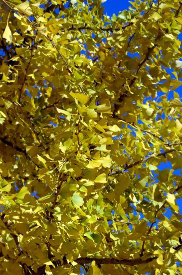 Ginkgo-Baum im Herbst von Stefan Sauer