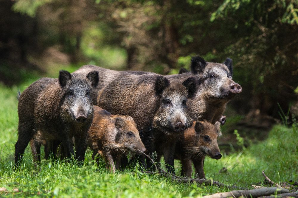 Wildschweinfamilie von Stefan Völkel