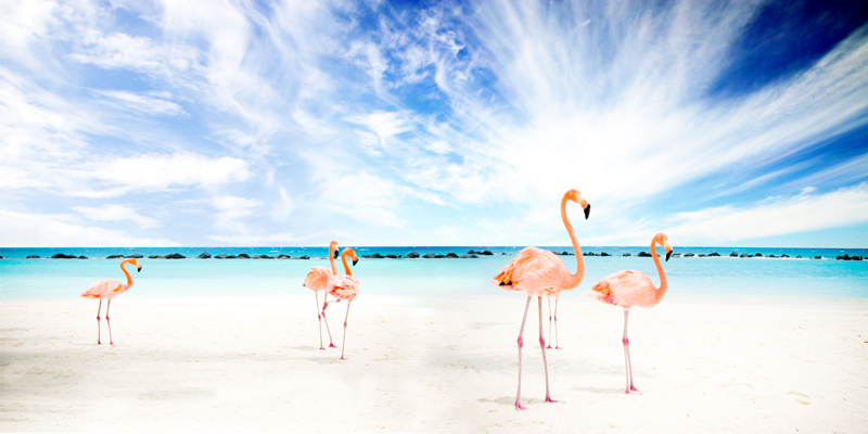 Flamingos am Meer von Stephan  Rossmann