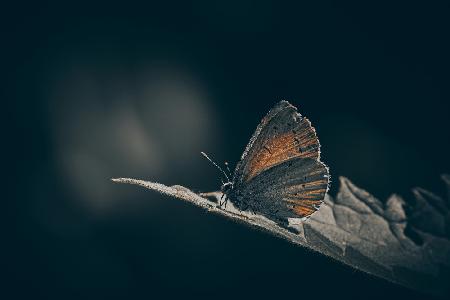 Old Blue fängt das Licht ein