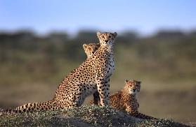 Cheetahs Family