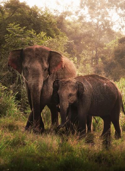 Der Elefantensohn und die Elefantenmutter