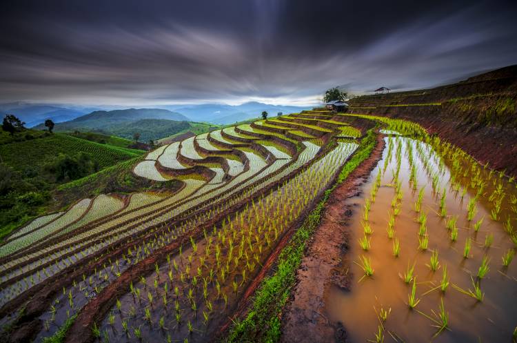 Unseen Rice Field von Tetra