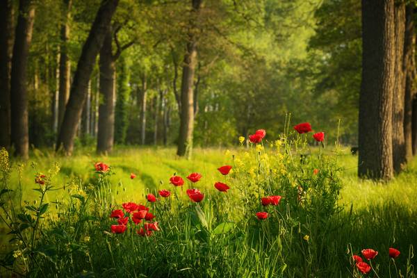 Poppies in a Dutch forest von Tham Do
