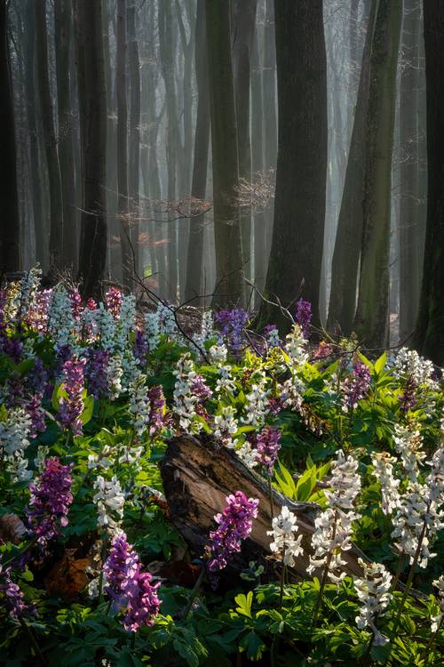 The flower forest von Tham Do