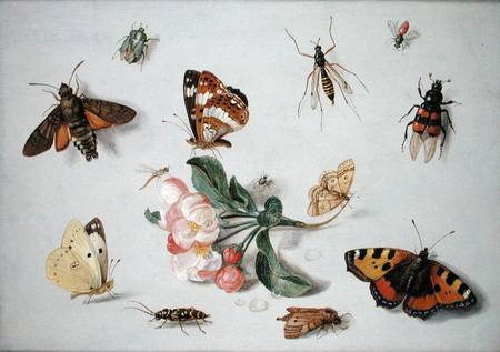 Butterflies, moths and other insects with a sprig of apple blossom von the Elder Kessel