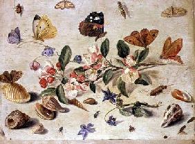 A Study of Flowers and Insects