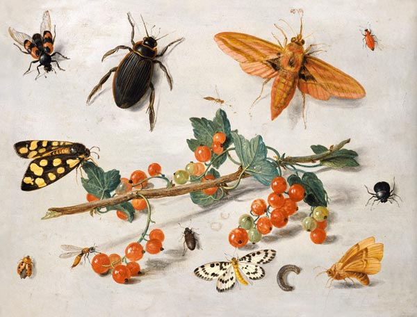 A sprig of redcurrants with an elephant hawk moth, a magpie moth and other insects, 1657 (oil on cop von the Elder Kessel Jan van