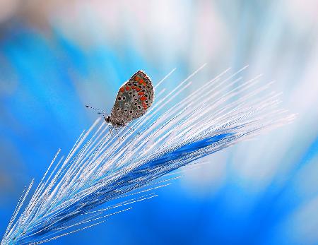 Der Traum des Schmetterlings in Blau...