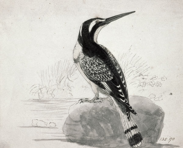 Black and White Kingfisher von Thomas Bewick