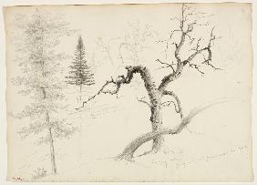 Maple, Balsam Fir, Pine, Shaggy Yellow Birch, White Birch 1828
