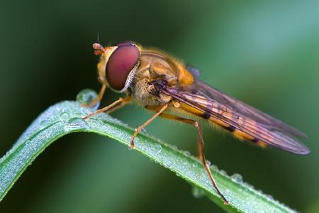 Marmelade fliegen