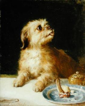 Norfolk Terrier 1878
