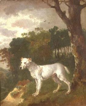"Bumper", a Bull Terrier 1745