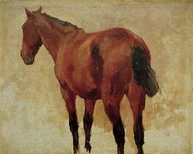 Pferdestudie 1875