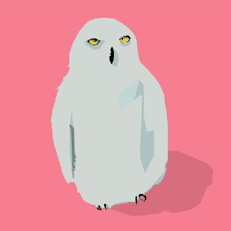 Owl 2017