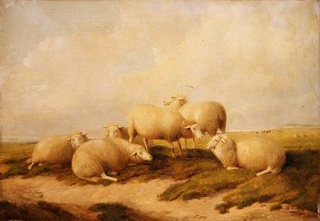 Sheep von Thomas Sidney Cooper