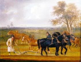 Cruckton ploughing match with four teams of horses 1813