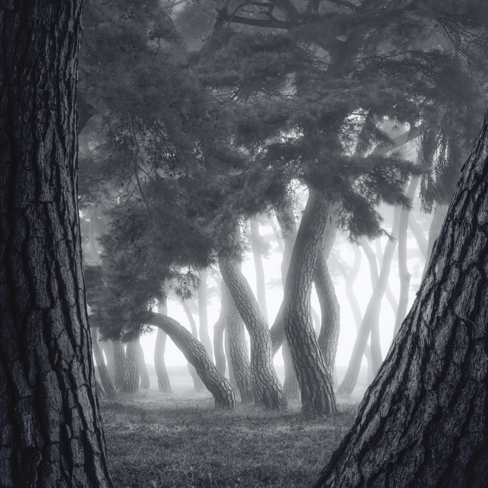 Bäume im Nebel von Tiger Seo
