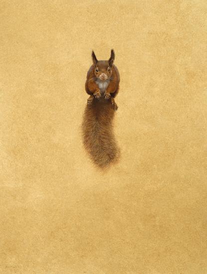 Leaping Red Squirrel - 2016