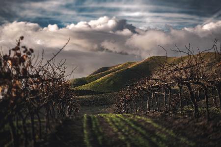 Dunkle Weinberge