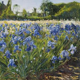 Above the Blue Irises