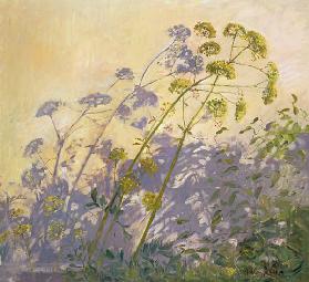 Lovage, Clematis and Shadows  1999