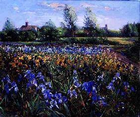 Blue and White, Irises Under an Evening Sky