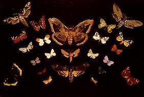 Die Schmetterlinge