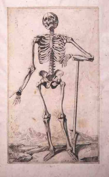 Anatomical study von Tizian (Tiziano Vercellio/ Titian)