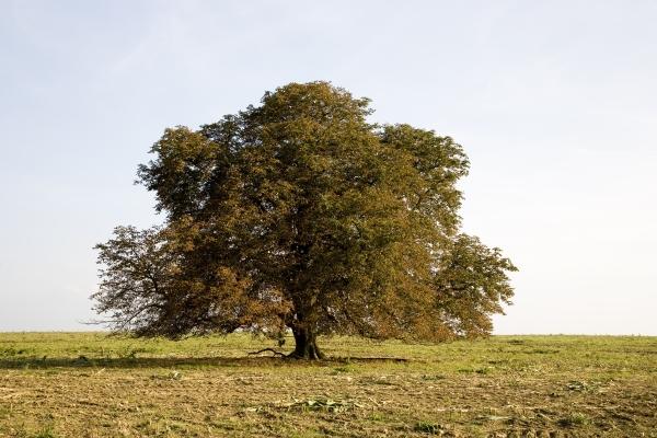 alter Kastanienbaum von Tobias Ott