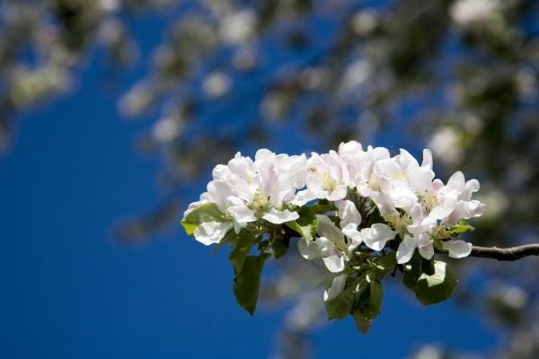 Kirschblüten von Tobias Ott