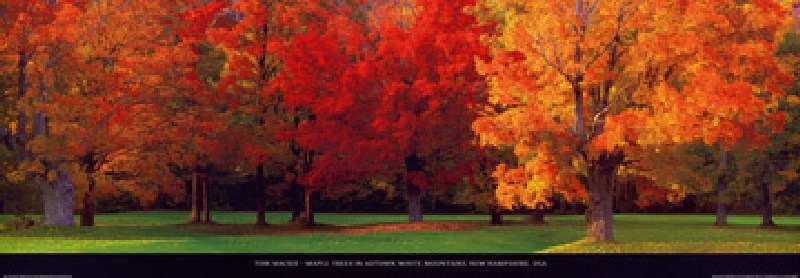 Maple Trees in Autumn von Tom Mackie