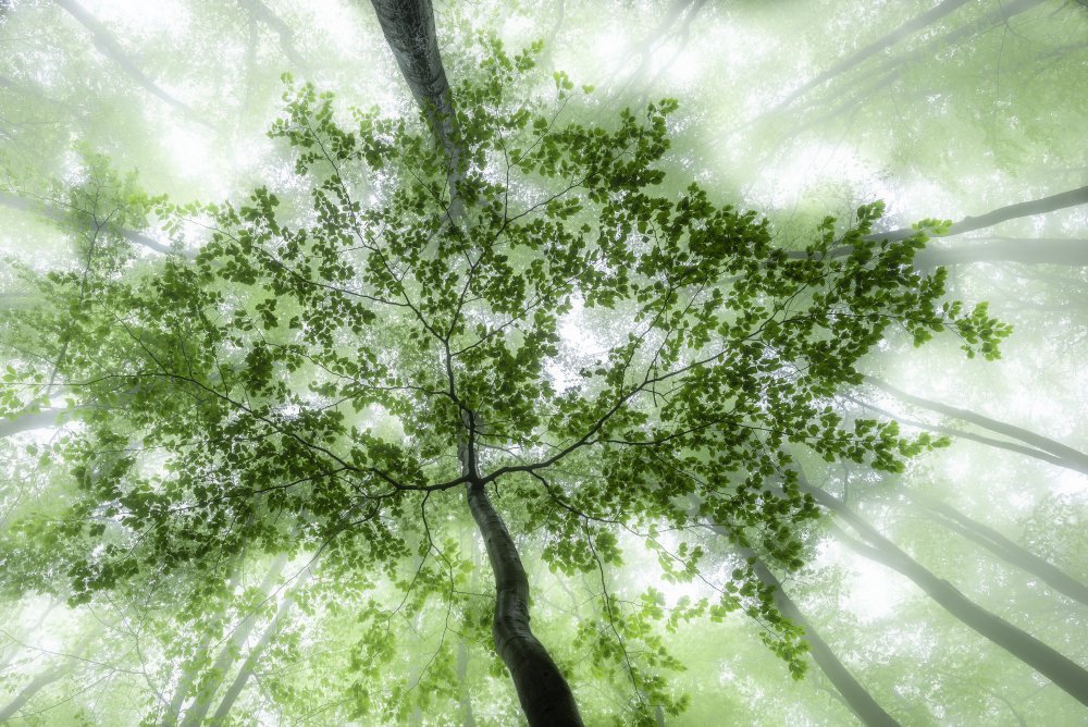 Grüner Wald von Tom Pavlasek