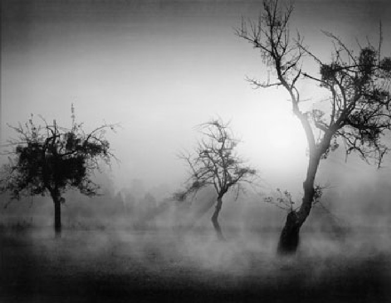 Bäume im Nebel II von Tom Weber