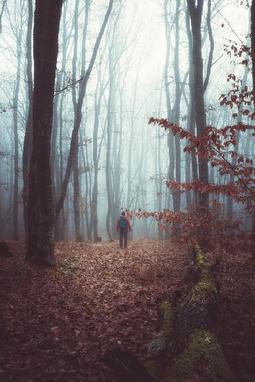 Ein nebliger Herbstmorgenspaziergang durch den Wald