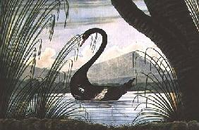 The Black Swan 1813