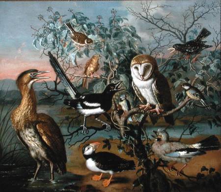 A Concert of Birds: a Puffin, Jay, Great Tit, Blue Tit, Bittern, Starling, Magpie, Yellowhammer, Red von Trajan Hughes