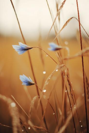 Blaue Maisblumen