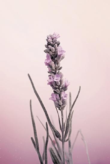 Pastell-Lavendel