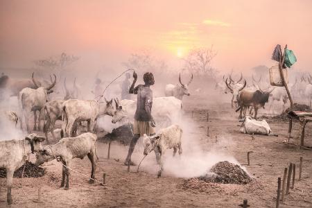 Viehlager bei Sonnenuntergang
