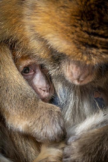 Berber-Affenbaby in mütterlicher Fürsorge