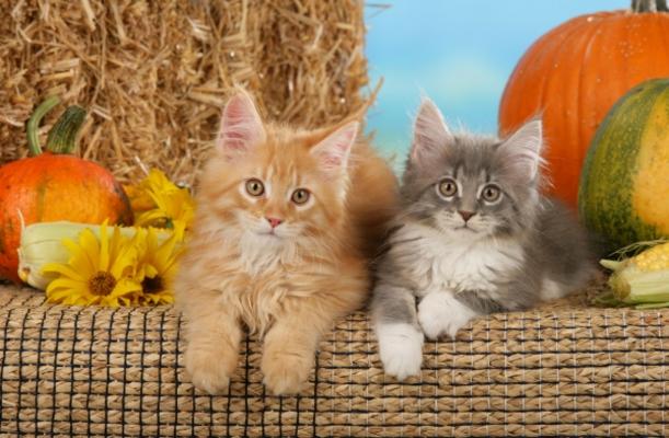 Zwei Maine Coon Kätzchen vor Kürbissen von Ulrike Schanz