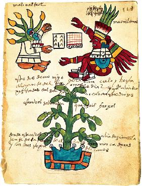 Kakaobaum aus dem Codex Tudela 1553