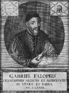 Porträt von Gabriele Falloppio (1523-1562)