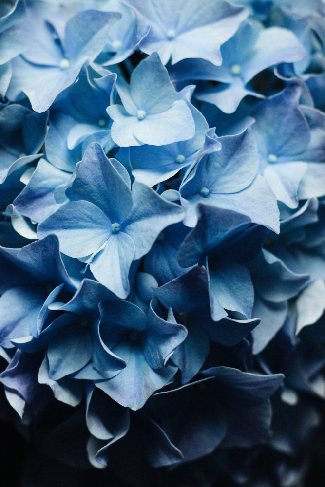 Hübscher Anblick – Blaue Hortensie von uplusmestudio