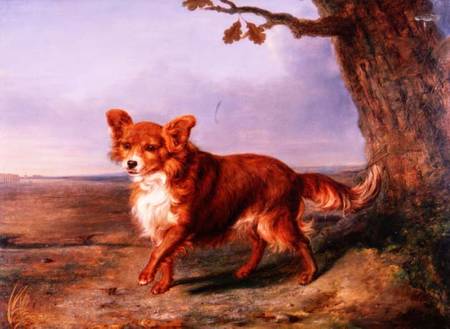 'Fox', A Favourite Dog von Vallati
