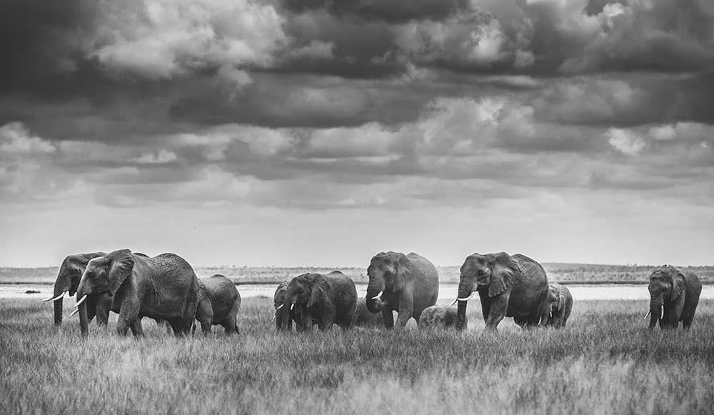 Elefantenfamilie von Vedran Vidak